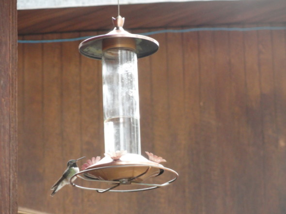 Hummingbird at feeder