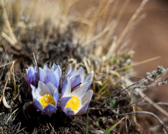 PasqualFlowers