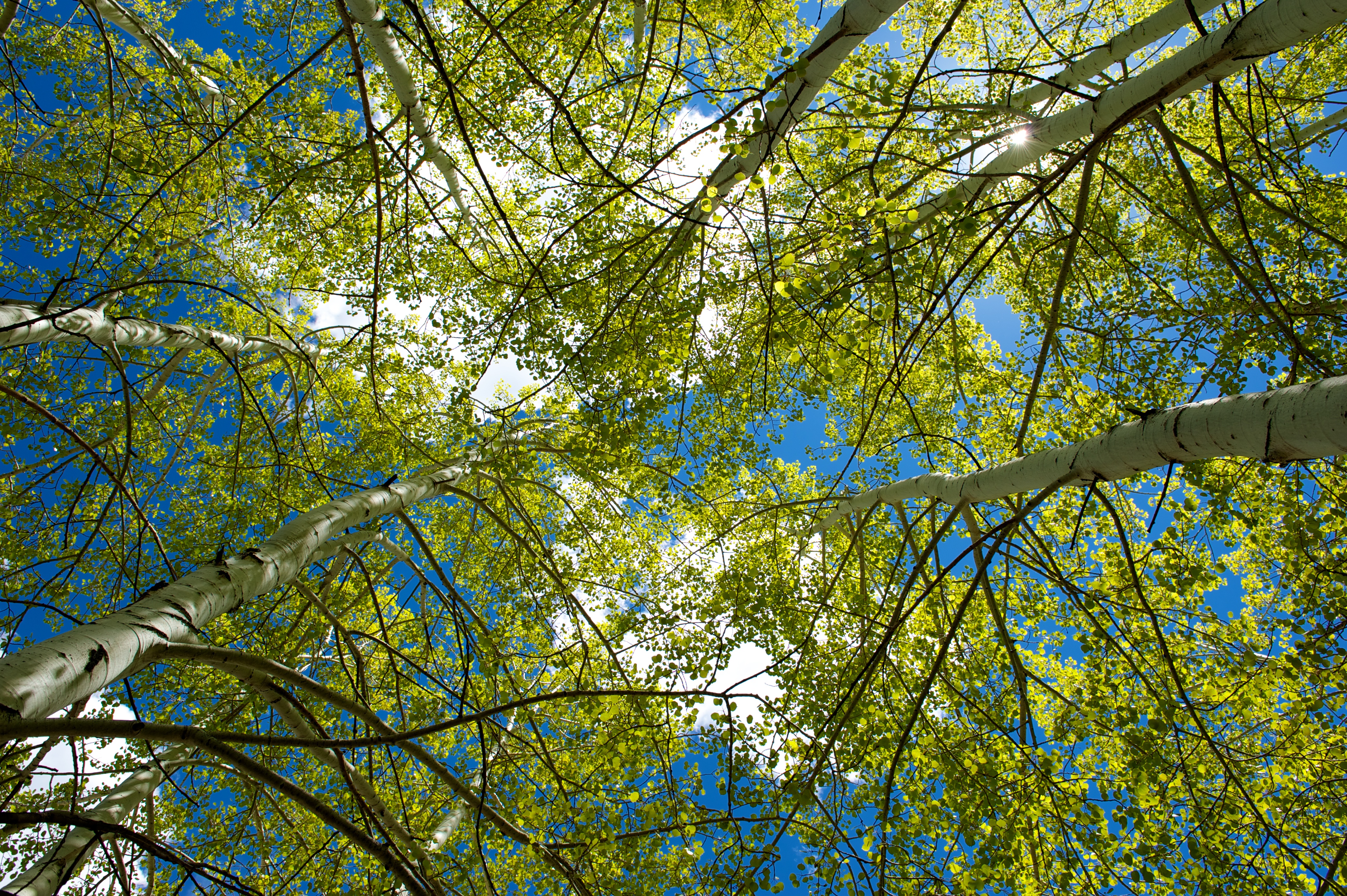 retreat-renewal-yoga-trees