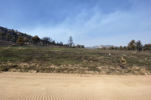 Looking north from road to the Stupa at new grasses already coming up