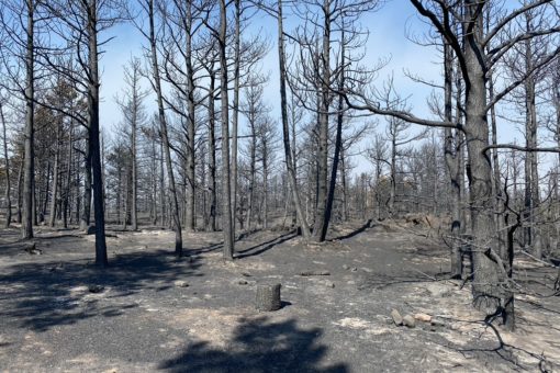 Remains of the forest around SMC’s retreat cabins