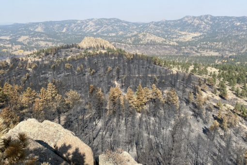 Looking north from retreat cabin area behind Marpa Point at remains of the forest